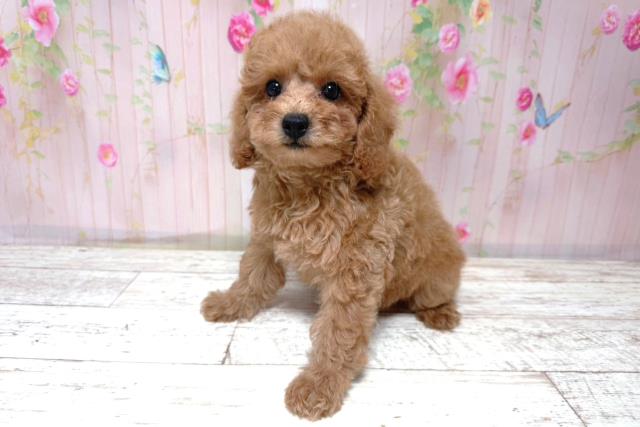 北海道のトイプードル(トイ) (Coo&RIKU函館店/2026年5月11日生まれ/女の子/アプリコット)の子犬の2枚目の画像