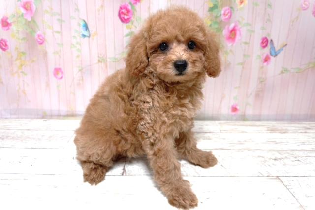 北海道のトイプードル(トイ) (Coo&RIKU函館店/2026年5月11日生まれ/女の子/アプリコット)の子犬の3枚目の画像