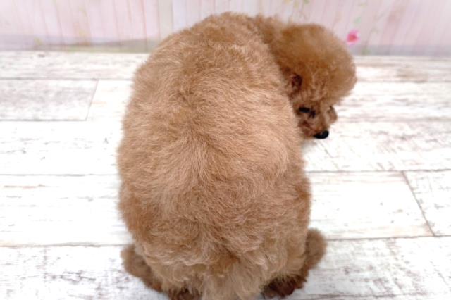 北海道のトイプードル(トイ) (Coo&RIKU函館店/2026年5月11日生まれ/女の子/アプリコット)の子犬の4枚目の画像