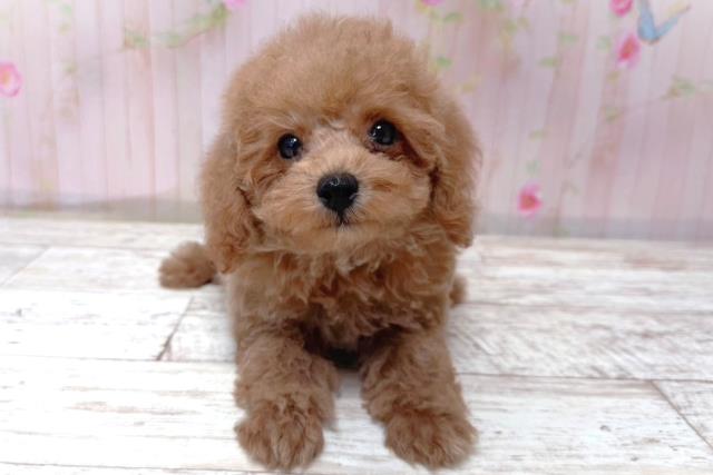 埼玉県のトイプードル(トイ) (Coo&RIKU大宮店/2026年5月11日生まれ/女の子/アプリコット)の子犬