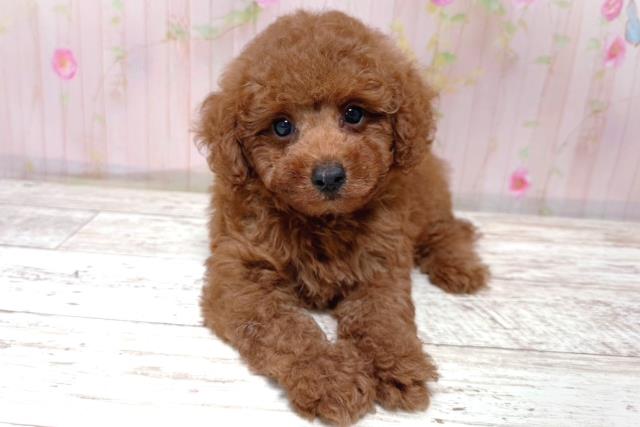 埼玉県のトイプードル(トイ) (Coo&RIKU春日部店/2026年5月17日生まれ/男の子/レッド)の子犬の1枚目の画像