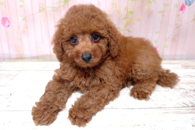 埼玉県のトイプードル(トイ) (Coo&RIKU春日部店/2026年5月17日生まれ/男の子/レッド)の子犬の2枚目の画像