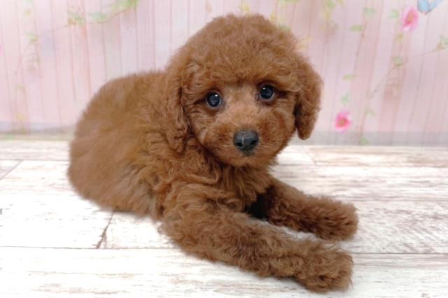 埼玉県のトイプードル(トイ) (Coo&RIKU春日部店/2026年5月17日生まれ/男の子/レッド)の子犬の3枚目の画像