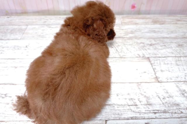 埼玉県のトイプードル(トイ) (Coo&RIKU春日部店/2026年5月17日生まれ/男の子/レッド)の子犬の4枚目の画像