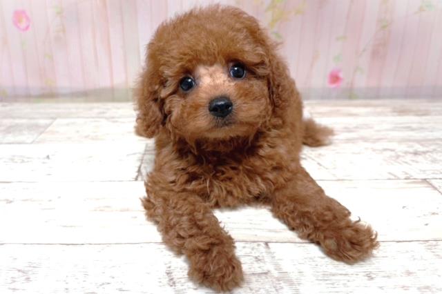 北海道のトイプードル(トイ) (Coo&RIKU札幌東店/2026年5月17日生まれ/男の子/レッド)の子犬の1枚目の画像