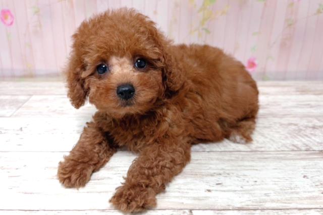 北海道のトイプードル(トイ) (Coo&RIKU札幌東店/2026年5月17日生まれ/男の子/レッド)の子犬の2枚目の画像