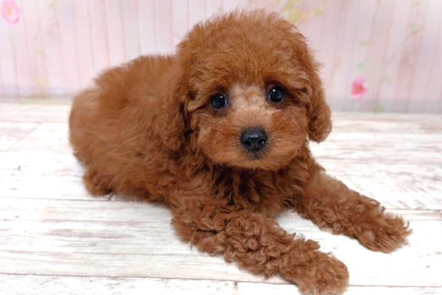 北海道のトイプードル(トイ) (Coo&RIKU札幌東店/2026年5月17日生まれ/男の子/レッド)の子犬の3枚目の画像