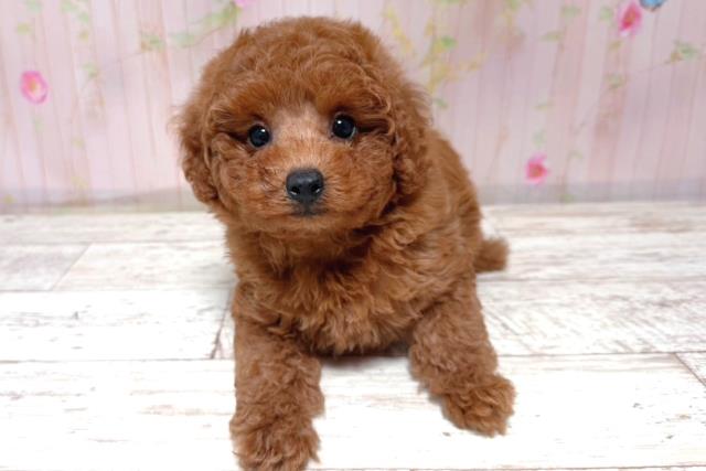 北海道のトイプードル(トイ) (Coo&RIKU札幌東店/2026年5月17日生まれ/女の子/レッド)の子犬の1枚目の画像