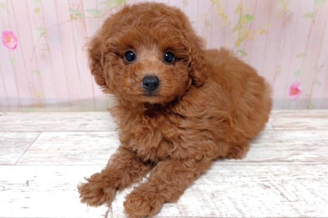北海道のトイプードル(トイ) (Coo&RIKU札幌東店/2026年5月17日生まれ/女の子/レッド)の子犬の2枚目の画像