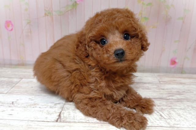 北海道のトイプードル(トイ) (Coo&RIKU札幌東店/2026年5月17日生まれ/女の子/レッド)の子犬の3枚目の画像