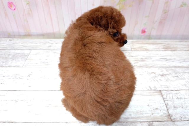 北海道のトイプードル(トイ) (Coo&RIKU札幌東店/2026年5月17日生まれ/女の子/レッド)の子犬の4枚目の画像