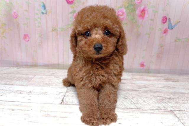 埼玉県のトイプードル(トイ) (Coo&RIKU大宮店/2026年5月17日生まれ/女の子/レッド)の子犬