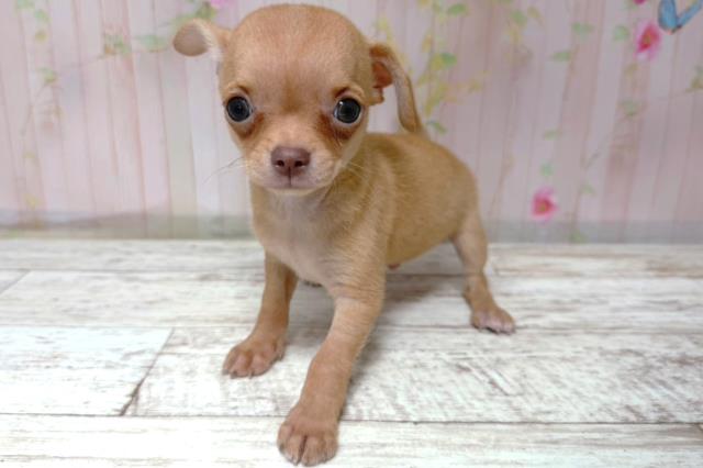 北海道のチワワ(スムース) (Coo&RIKU札幌東店/2026年5月12日生まれ/男の子/フォーン)の子犬の2枚目の画像