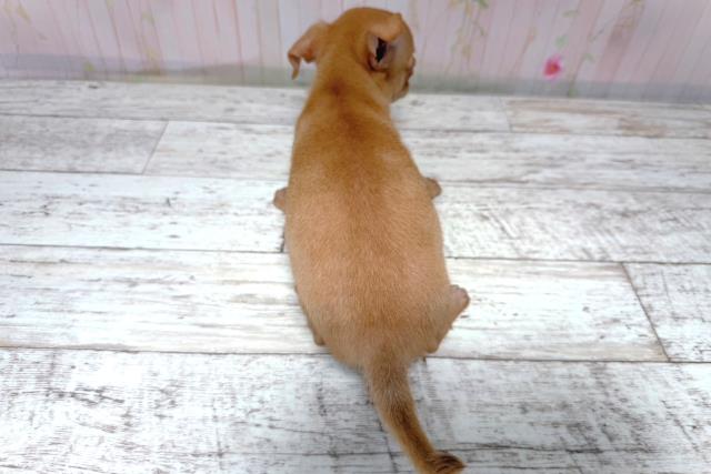 北海道のチワワ(スムース) (Coo&RIKU札幌東店/2026年5月12日生まれ/男の子/フォーン)の子犬の4枚目の画像