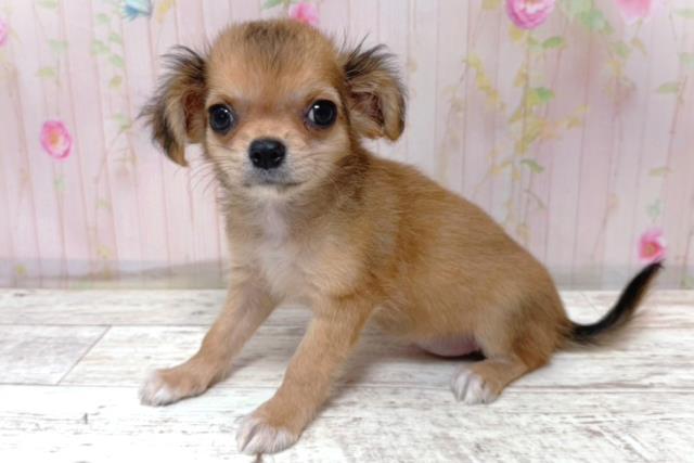 東京都のチワワ(スムース) (Coo&RIKU東久留米店/2026年5月12日生まれ/女の子/レッド)の子犬の2枚目の画像