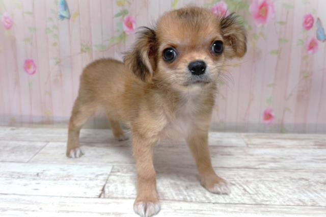 東京都のチワワ(スムース) (Coo&RIKU東久留米店/2026年5月12日生まれ/女の子/レッド)の子犬の3枚目の画像