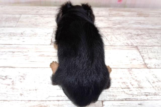 埼玉県のチワックス(チワワ×ダックス) (Coo&RIKU大宮店/2026年5月16日生まれ/男の子/ブラックタン)の子犬の4枚目の画像