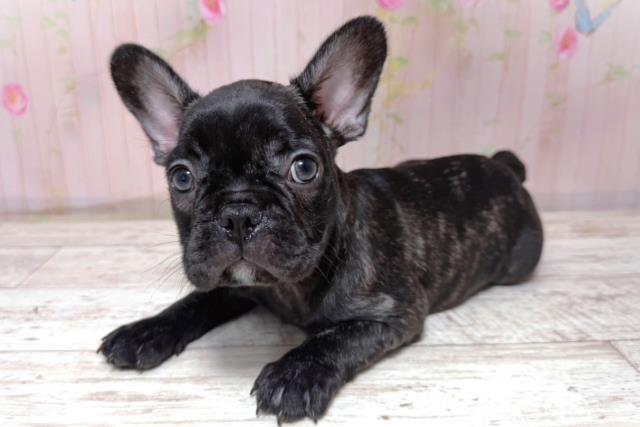 埼玉県のフレンチブルドッグ (Coo&RIKU春日部店/2026年5月17日生まれ/男の子/ブリンドル)の子犬の2枚目の画像