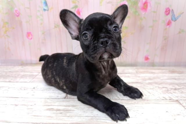 埼玉県のフレンチブルドッグ (Coo&RIKU春日部店/2026年5月17日生まれ/男の子/ブリンドル)の子犬の3枚目の画像