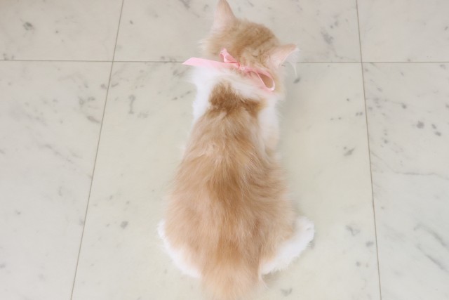 広島県のミヌエット (Coo&RIKU福山店/2026年5月6日生まれ/女の子/クリームタビーホワイト)の子猫の4枚目の画像