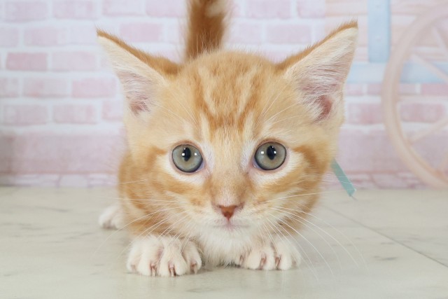 広島県のマンチカン (Coo&RIKU広島北店/2026年5月7日生まれ/男の子/レッドタビー)の子猫の1枚目の画像