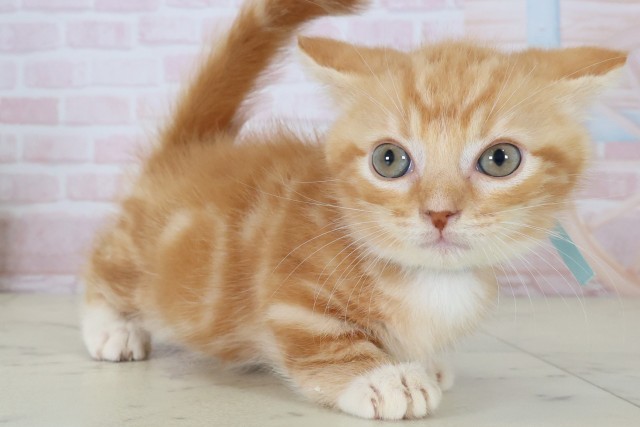 広島県のマンチカン (Coo&RIKU広島北店/2026年5月7日生まれ/男の子/レッドタビー)の子猫の2枚目の画像