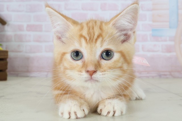 広島県のマンチカン (Coo&RIKU東広島店/2026年5月7日生まれ/女の子/レッドタビー)の子猫の1枚目の画像