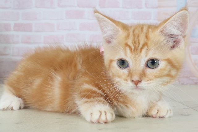 広島県のマンチカン (Coo&RIKU東広島店/2026年5月7日生まれ/女の子/レッドタビー)の子猫の2枚目の画像
