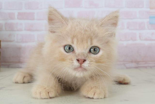 熊本県のハーフ猫・ミックス猫 (Coo&RIKU宇土シティモール店/2026年5月9日生まれ/男の子/クリームタビー)の子猫の1枚目の画像