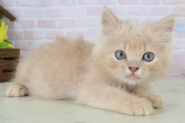 熊本県のハーフ猫・ミックス猫 (Coo&RIKU宇土シティモール店/2026年5月9日生まれ/男の子/クリームタビー)の子猫の2枚目の画像