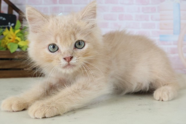 熊本県のハーフ猫・ミックス猫 (Coo&RIKU宇土シティモール店/2026年5月9日生まれ/男の子/クリームタビー)の子猫の3枚目の画像
