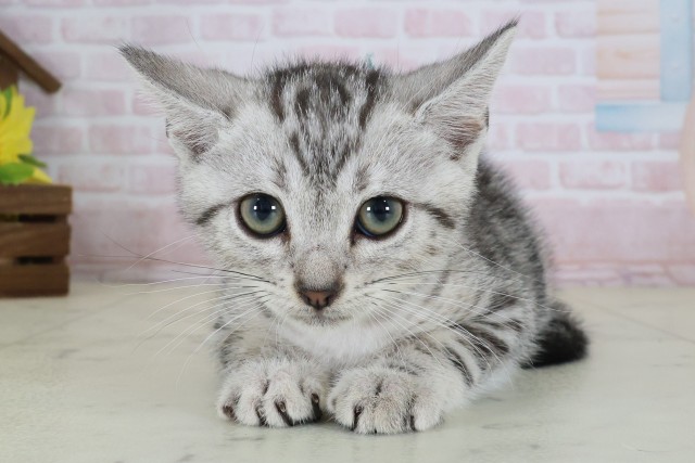 茨城県のアメリカンショートヘアー (Coo&RIKU日立店/2026年5月7日生まれ/男の子/シルバータビー)の子猫の1枚目の画像