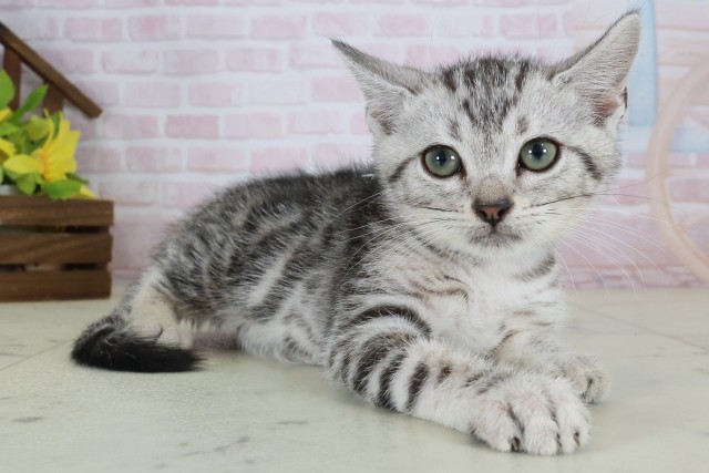 茨城県のアメリカンショートヘアー (Coo&RIKU日立店/2026年5月7日生まれ/男の子/シルバータビー)の子猫の2枚目の画像