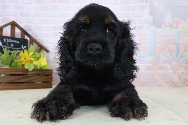 アメリカンコッカースパニエル(ブラック(黒)系)の子犬を価格や特徴で