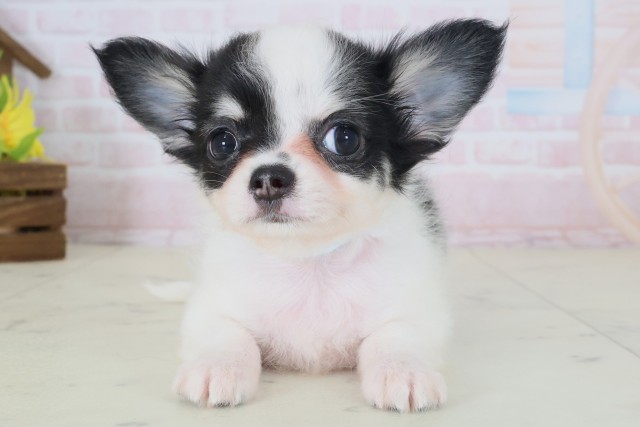 愛媛県のチワワ(ロング) (Coo&RIKU大洲店/2026年5月15日生まれ/男の子/ブラックタンホワイト)の子犬