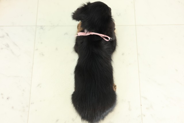 広島県のカニンヘンダックスフンド(ロング) (Coo&RIKU広島中央店/2026年5月16日生まれ/女の子/ブラックタン)の子犬の4枚目の画像