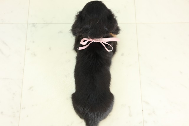 広島県のカニンヘンダックスフンド(ロング) (Coo&RIKU東広島店/2026年5月16日生まれ/女の子/ブラックタン)の子犬の4枚目の画像