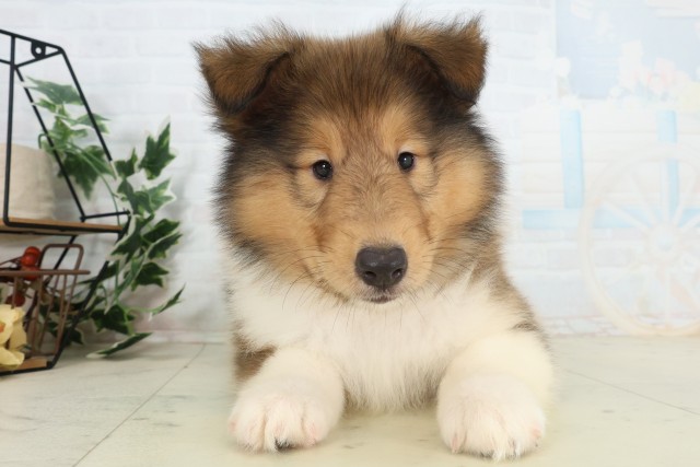 茨城県のボーダーコリー (Coo&RIKU日立店/2026年5月17日生まれ/男の子/セーブルホワイト)の子犬の1枚目の画像