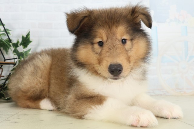 茨城県のボーダーコリー (Coo&RIKU日立店/2026年5月17日生まれ/男の子/セーブルホワイト)の子犬の2枚目の画像