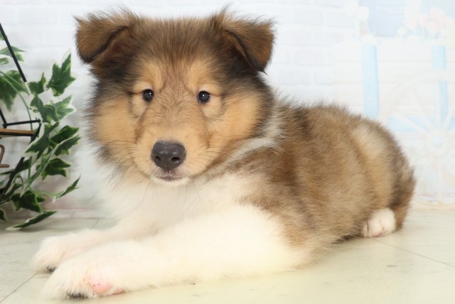 茨城県のボーダーコリー (Coo&RIKU日立店/2026年5月17日生まれ/男の子/セーブルホワイト)の子犬の3枚目の画像