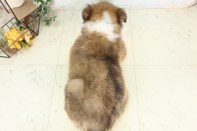 茨城県のボーダーコリー (Coo&RIKU日立店/2026年5月17日生まれ/男の子/セーブルホワイト)の子犬の4枚目の画像