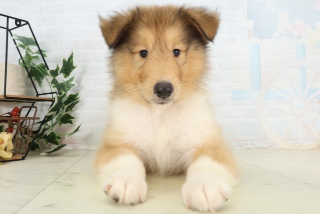 東京都のボーダーコリー (Coo&RIKU府中店/2026年5月17日生まれ/男の子/セーブルホワイト)の子犬の1枚目の画像