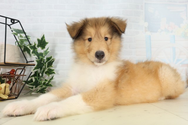 東京都のボーダーコリー (Coo&RIKU府中店/2026年5月17日生まれ/男の子/セーブルホワイト)の子犬の3枚目の画像