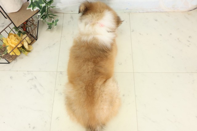 東京都のボーダーコリー (Coo&RIKU府中店/2026年5月17日生まれ/男の子/セーブルホワイト)の子犬の4枚目の画像