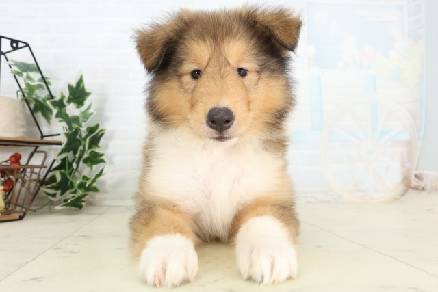 熊本県のボーダーコリー (Coo&RIKU熊本店/2026年5月17日生まれ/女の子/セーブルホワイト)の子犬の1枚目の画像