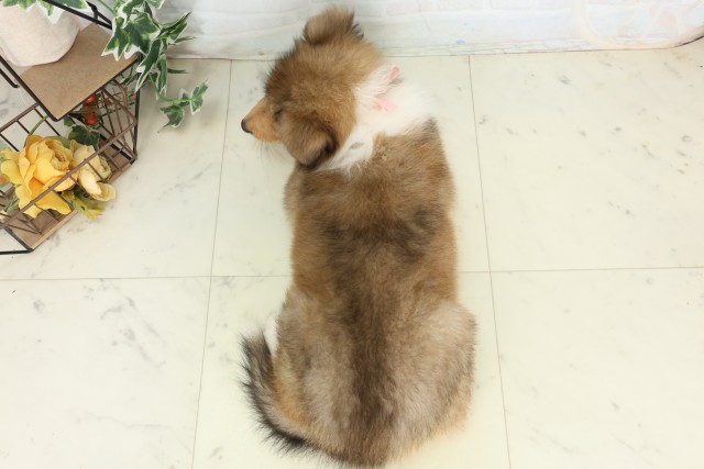 埼玉県のボーダーコリー (Coo&RIKU春日部店/2026年5月17日生まれ/女の子/セーブルホワイト)の子犬の4枚目の画像
