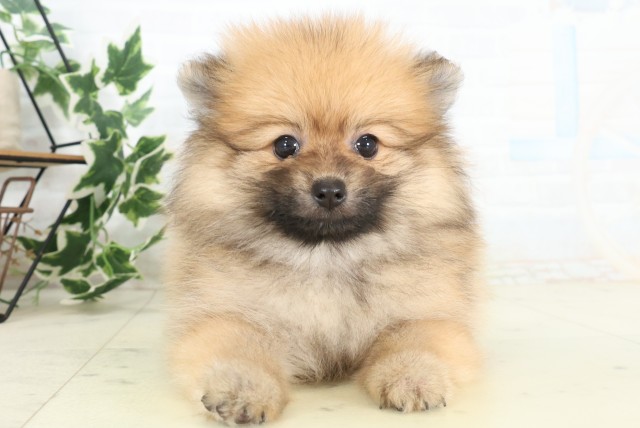 島根県のポメラニアン (Coo&RIKU出雲店/2026年5月17日生まれ/女の子/オレンジセーブル)の子犬の1枚目の画像