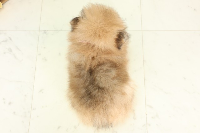 島根県のポメラニアン (Coo&RIKU出雲店/2026年5月17日生まれ/女の子/オレンジセーブル)の子犬の4枚目の画像