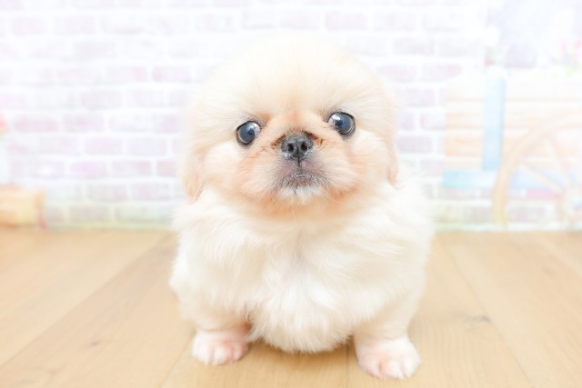 青森県のペキニーズ (Coo&RIKU青森店/2026年5月14日生まれ/女の子/ホワイト)の子犬の1枚目の画像