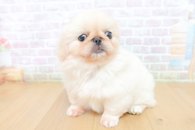 青森県のペキニーズ (Coo&RIKU青森店/2026年5月14日生まれ/女の子/ホワイト)の子犬の2枚目の画像